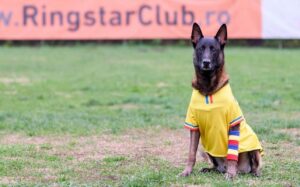 Butelie, un câine îmbrăcat cu tricoul echipei naționale de fotbal a României