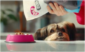 caine care asteapta sa i se dea mancare