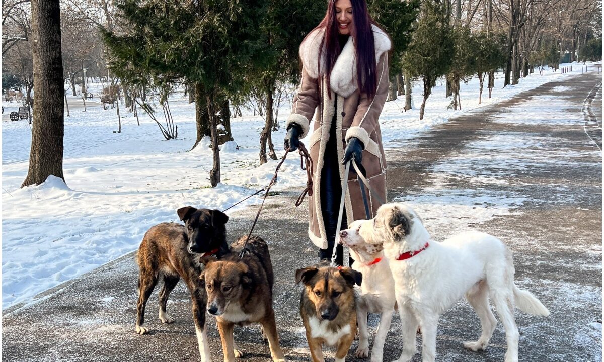 Alina Eremia plimbând cinci câini în lesă