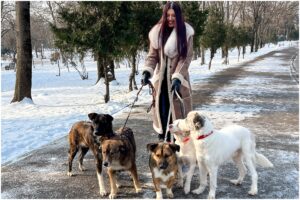 Alina Eremia plimbând cinci câini în lesă