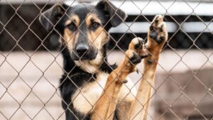 cainele sta pe gardul din sarma