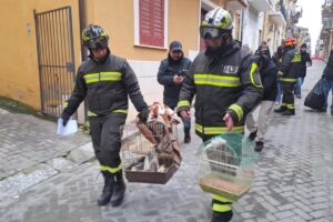 pompierii tin colivii in mana