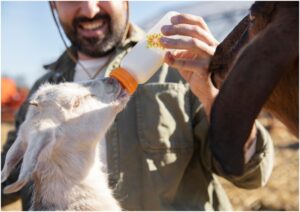 miel hranit cu biberonul