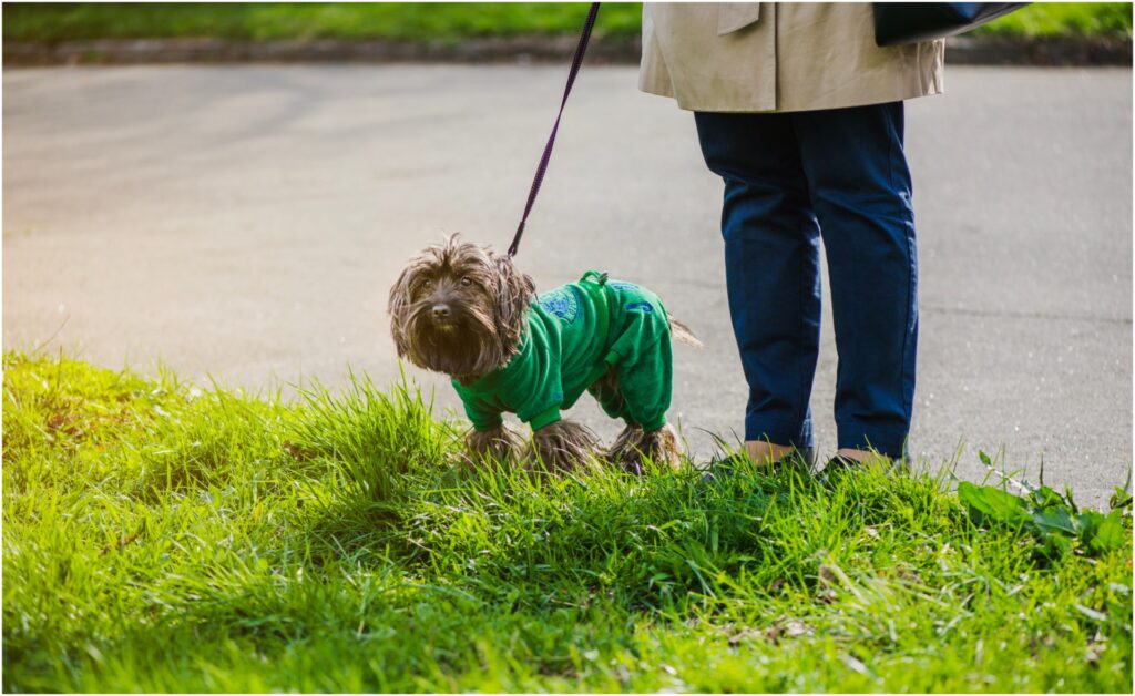 Câine plimbat în lesă pe spațiul verde