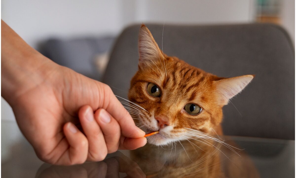 pisică portocalie care mănâncă