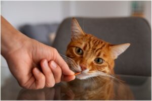 pisică portocalie care mănâncă