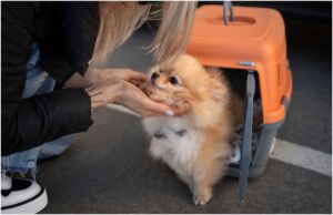 caine in cusca mangaiat de o femeie