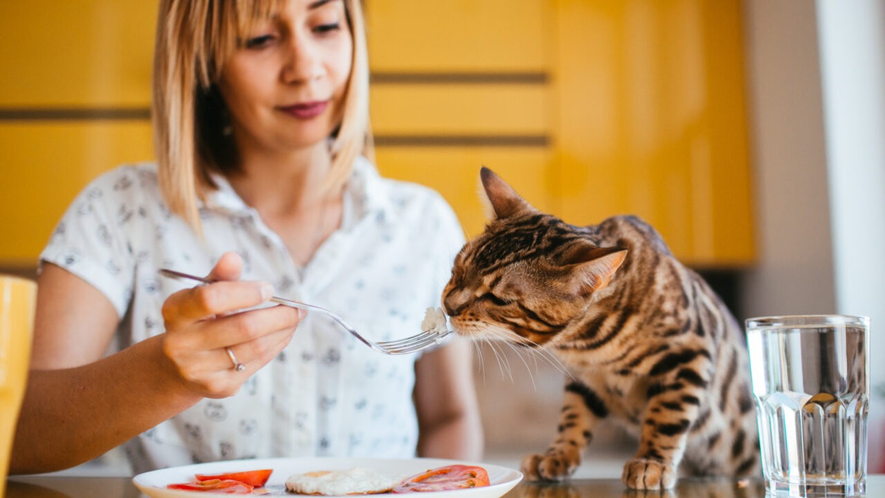 pisica hranita de o femeie cu furculita