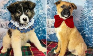 catei cu fundite pe fundal albastru