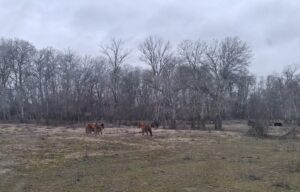 Cai în Delta Dunării