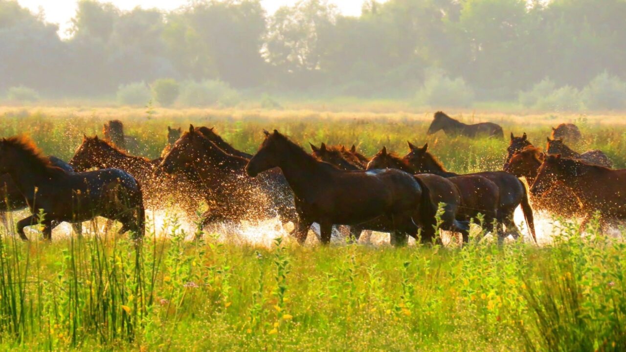Mai mulți cai aleargă prin apă în Delta Dunării
