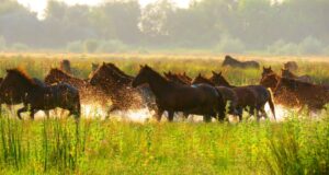 Mai mulți cai aleargă prin apă în Delta Dunării