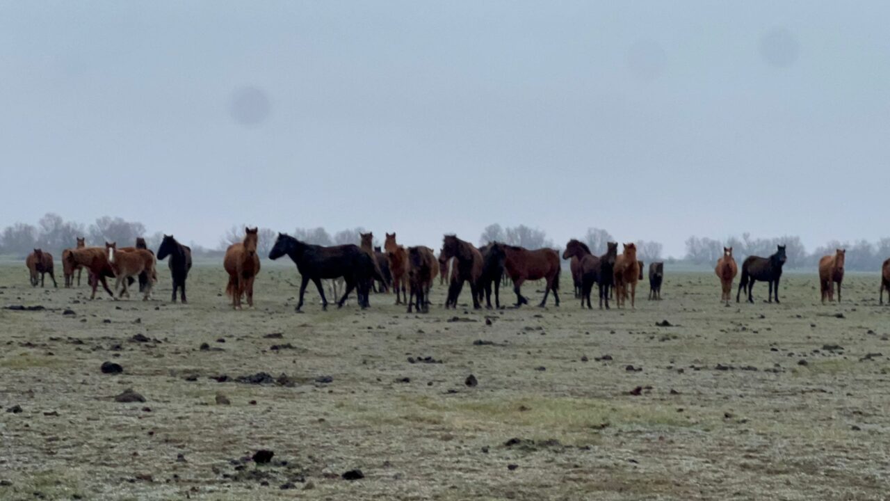 Cai în Delta Dunării