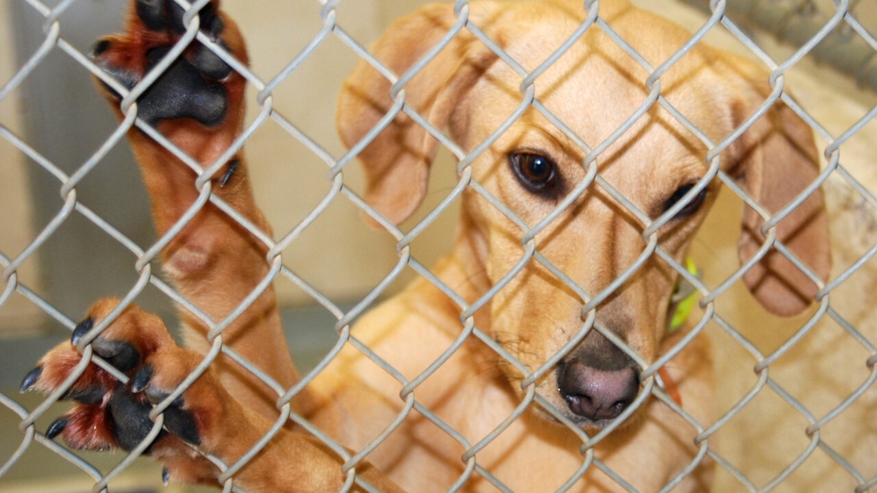 Câine trist în spatele unui gard de sârmă
