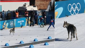 caine la jocurile olimpice