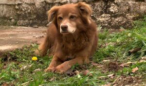 Bob Coveiro, câinele care a schimbat legea în Brazilia