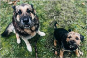 Un câine matur stând pe iarbă lângă un pui de câine