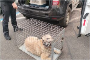Câine salvat de ASPA, preluat în cușcă