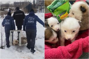 Echipele ASPA București au recuperat mulți pui de câini de pe domeniul public