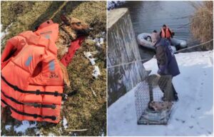 caini recuperati din lac