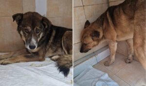 caini salvati din adapostul Suraia