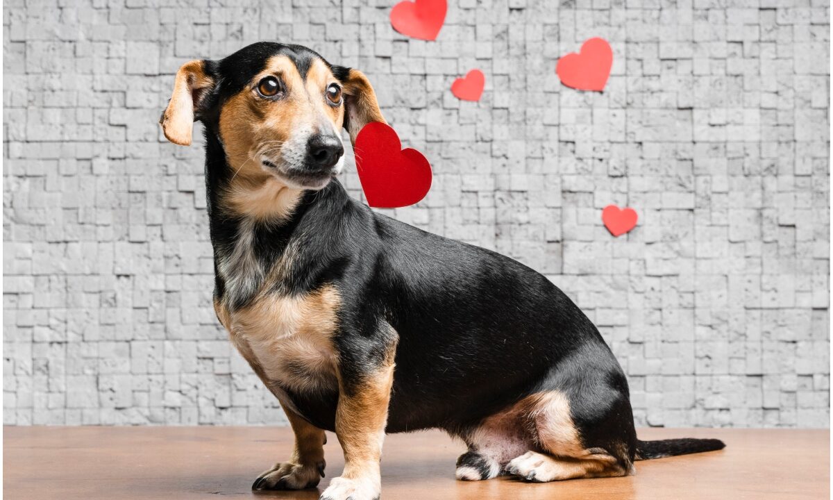 Câine negru cu bej, pe un fundal cu inimi