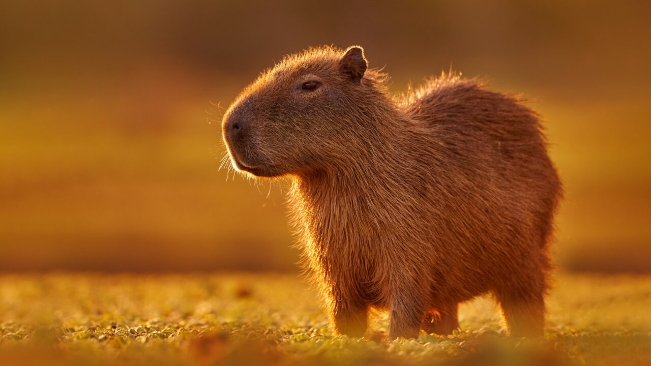 Capybara
