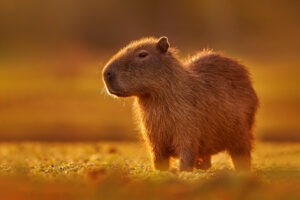Capybara