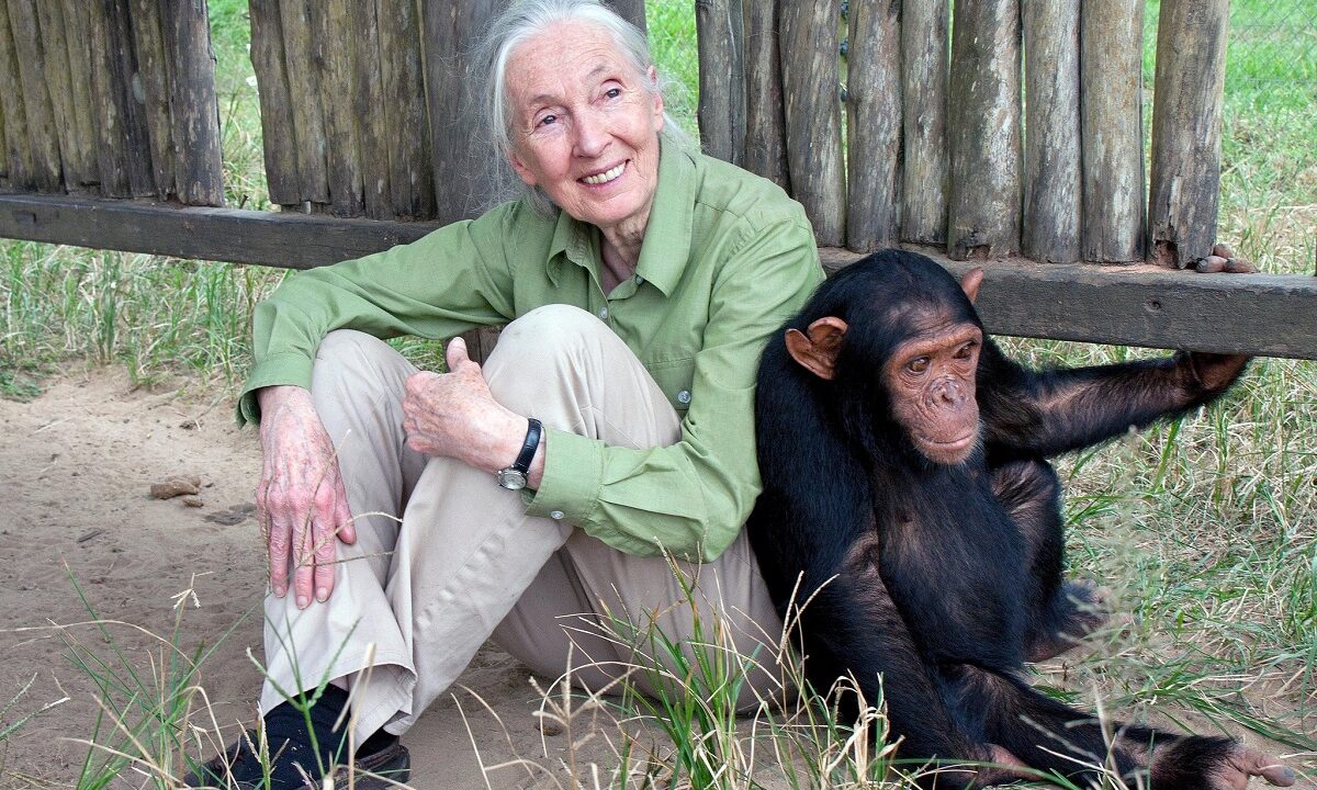casa-animalelor-Jane-Goodall