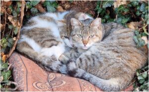 Două pisici stând pe o pernă