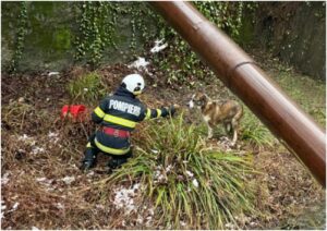pompier incercand sa ajunga la un caine