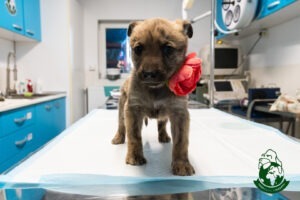 Cățel pe masa veterinarului la Adăpostul Speranța