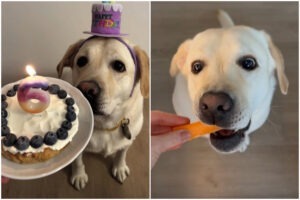 colaj cu o catelusa labrador mancand morcov si privind un tort