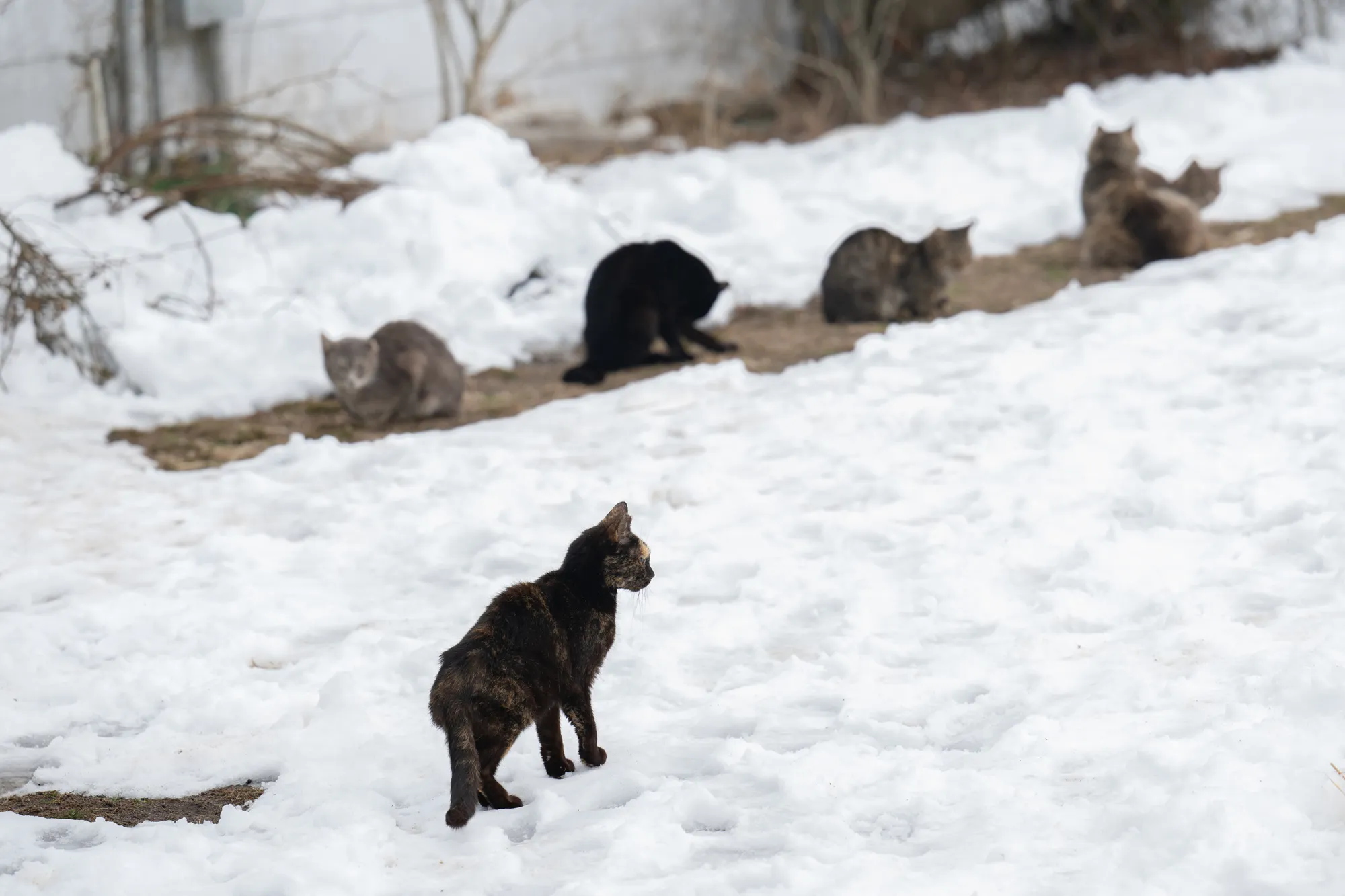 cats-rescued2-22626-fd1d2e1d3fea402aa590d240b69171fb