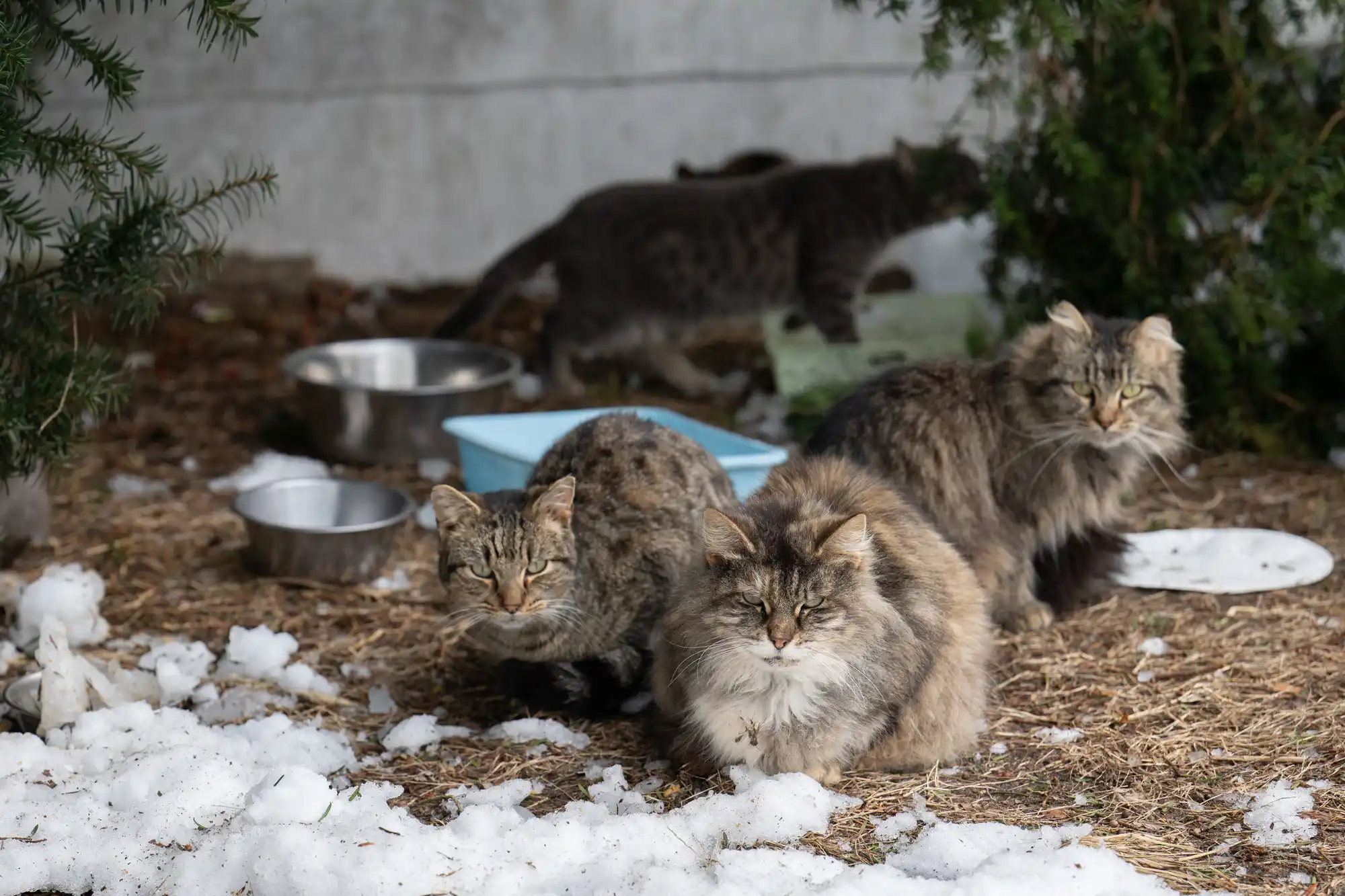 cats-rescued4-22626-0744ccb70fae4c9d9c38a7c72522e06a