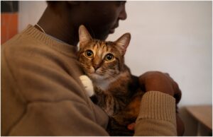 pisica in bratele unui barbat