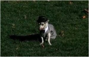 caine imbracat cu haine elegante