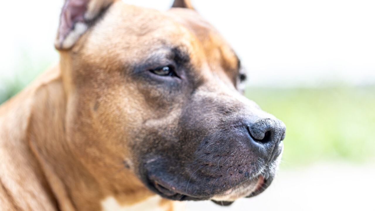 prim plan pe fata unui caine