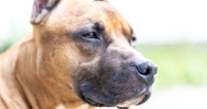 prim plan pe fata unui caine