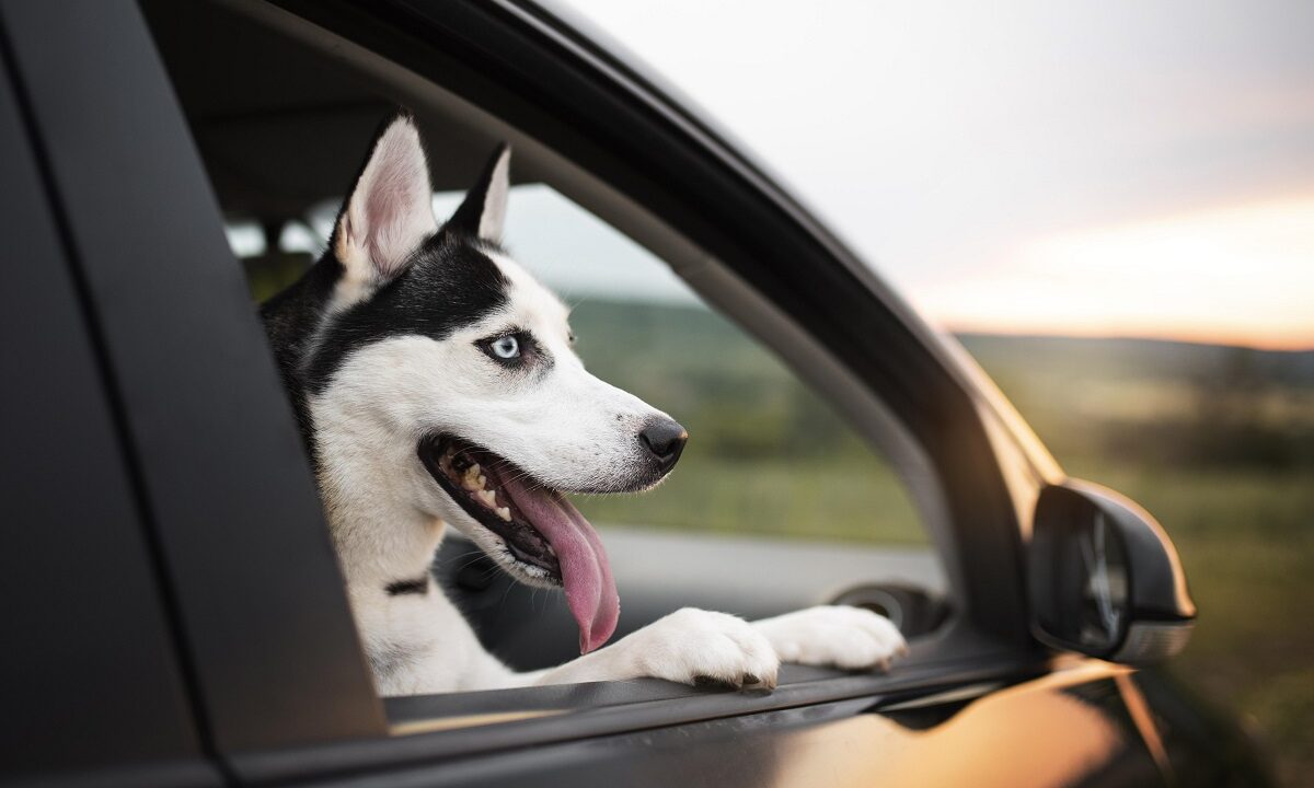 cainele pe locul din fata al masinii