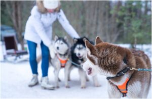 caini de sanie langa o femeie