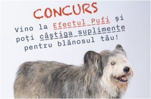 caine pe afisul unui concurs