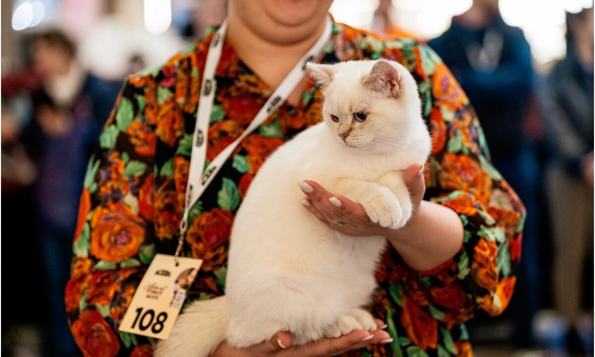 O pisică albă este prezentată la un concurs felin