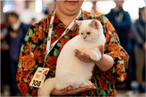O pisică albă este prezentată la un concurs felin