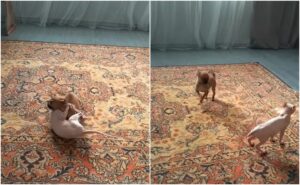 Un câine Chihuahua și o pisică Sphynx se luptă pe un covor