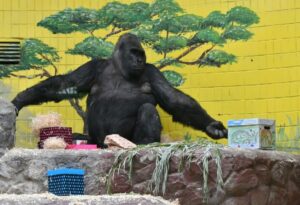 gorila gradina zoologica
