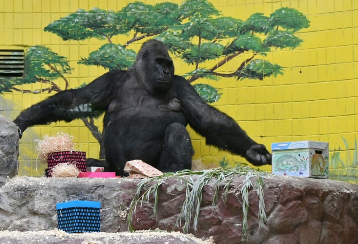 gorila gradina zoologica