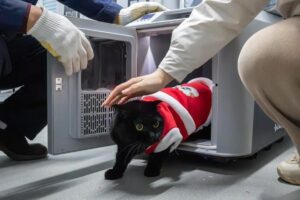 O pisică iese din cușcă