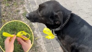 lega galbena la caini