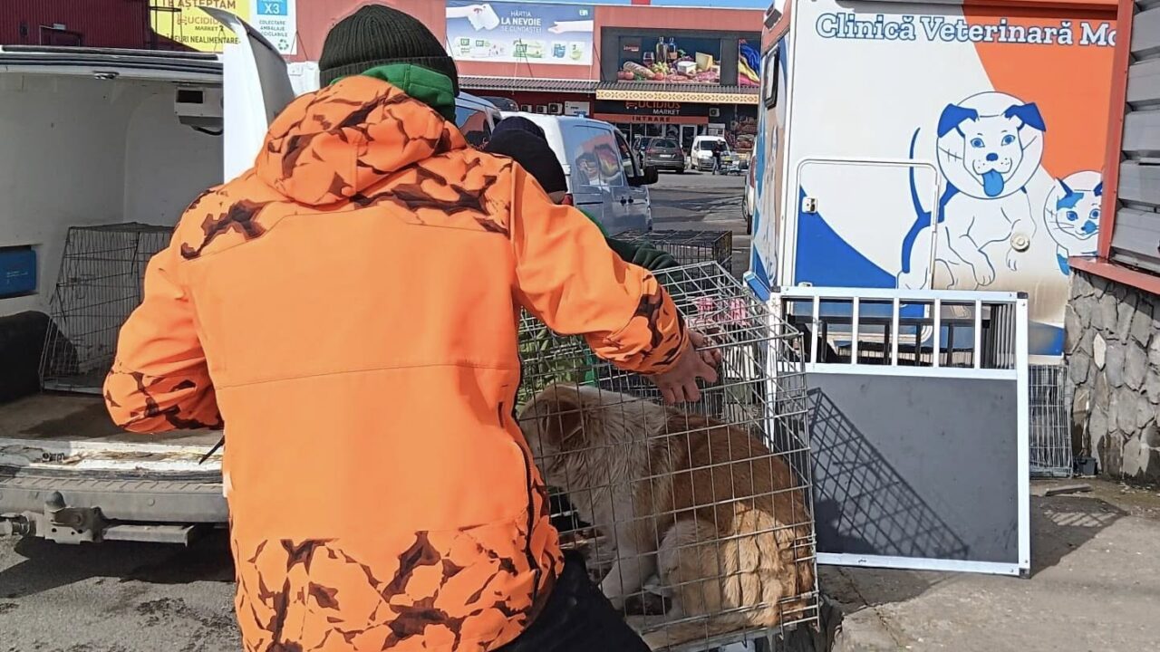 Acțiune de sterilizare a câinilor fără stăpân desfășurată de Protecția Animalelor Ilfov la Centrul comercial Doraly